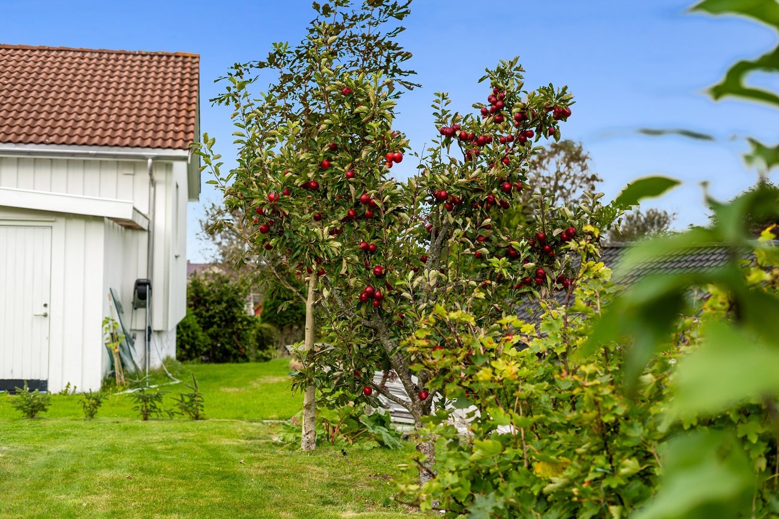 Frodig hage Galleribilde