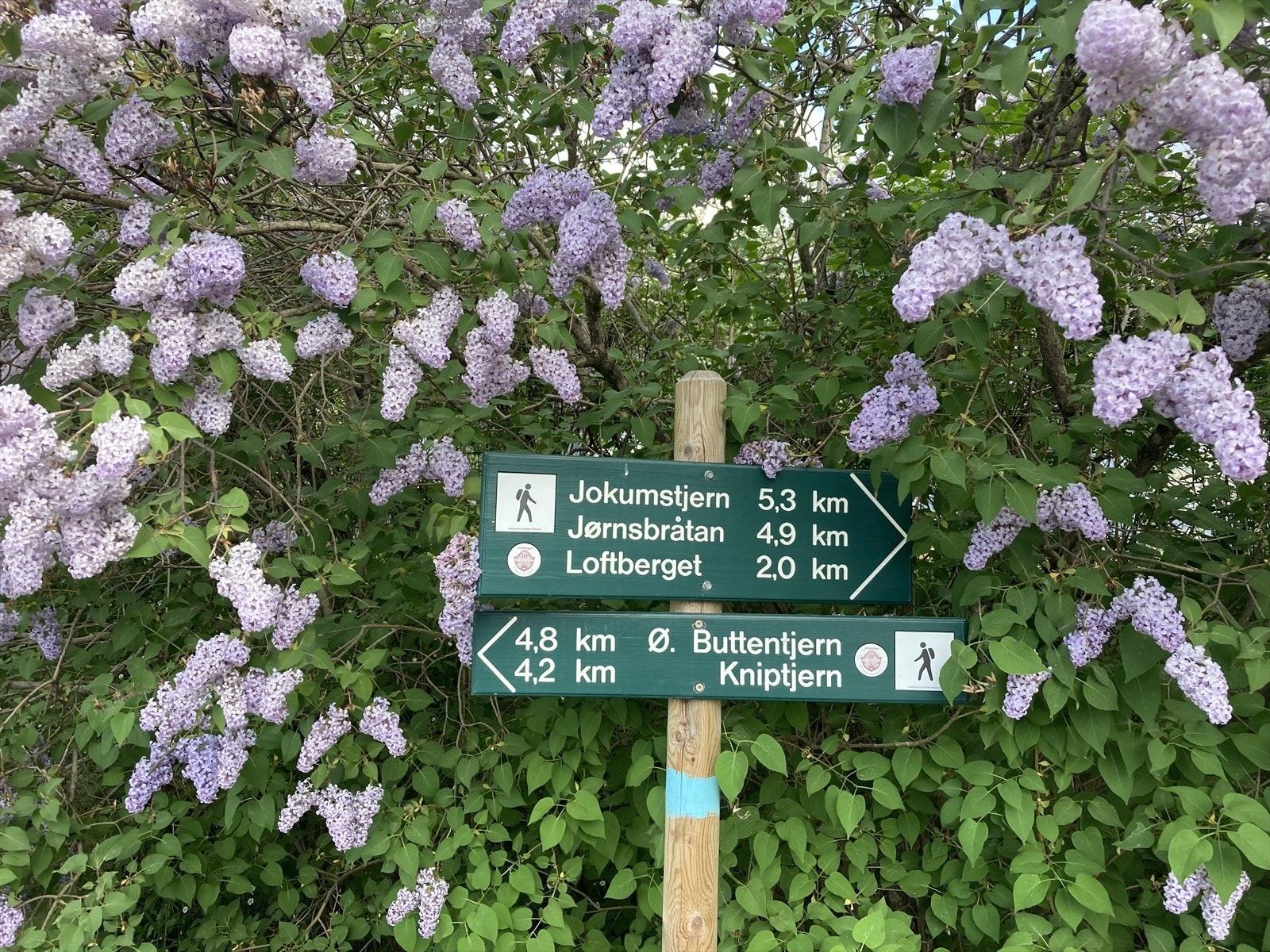 Selgers eget sommerbilde. Galleribilde