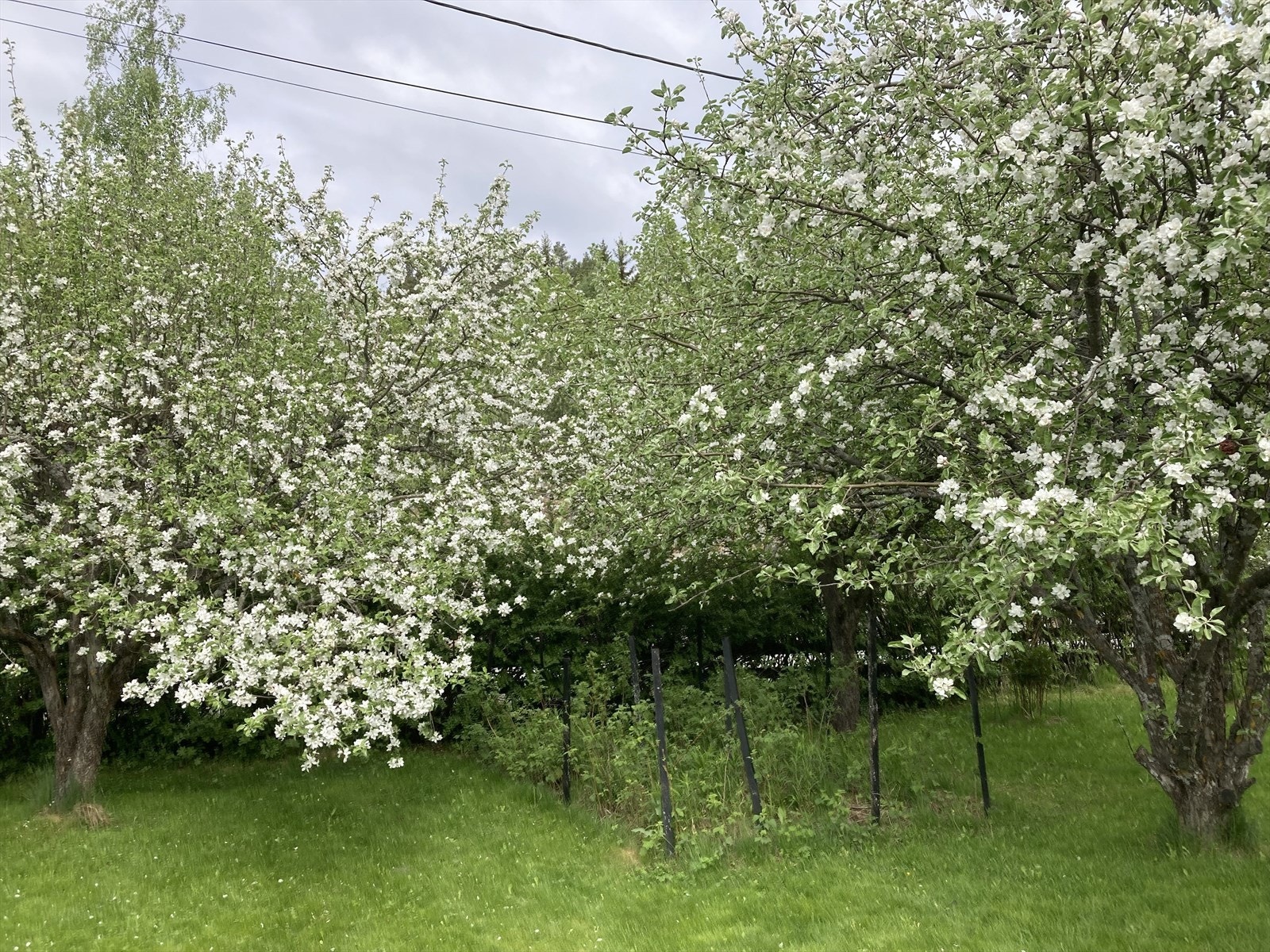 Selgers eget sommerbilde. Galleribilde