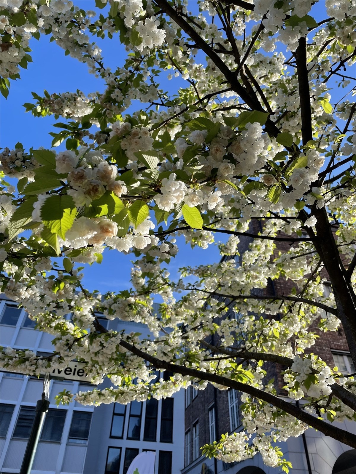I vårmånedene er flere av trærne i Kværnerbyen fulle av blomster! Galleribilde