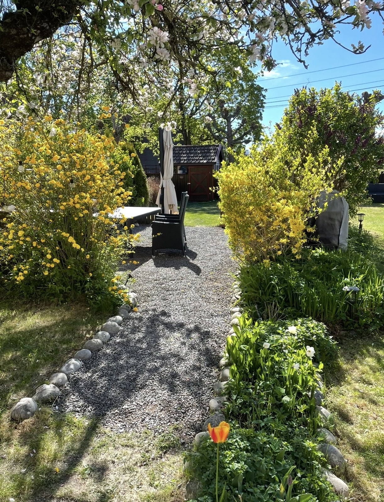 Hage i full blomstring. Bilde tatt av selger. Galleribilde