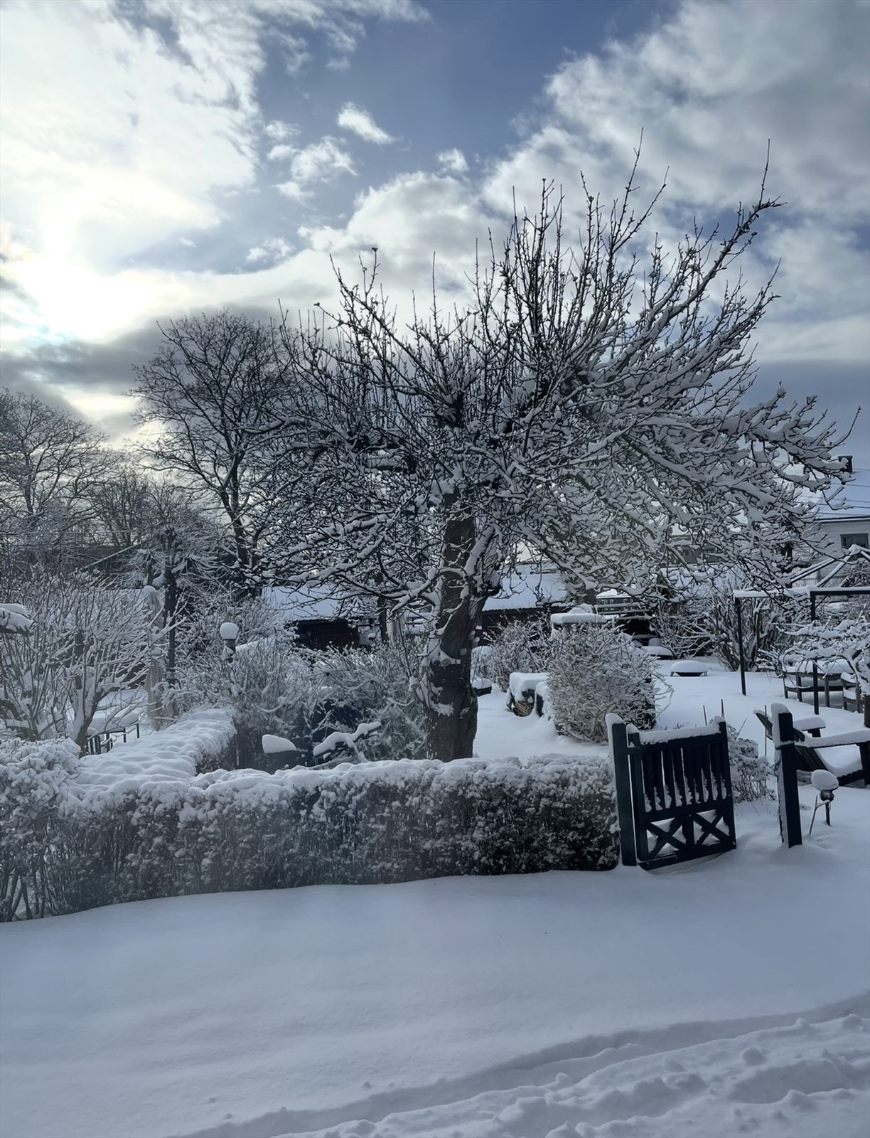 Snødekt hageparsell med vakre trær, hekker og små gangstier. Bilde tatt av selger. Galleribilde