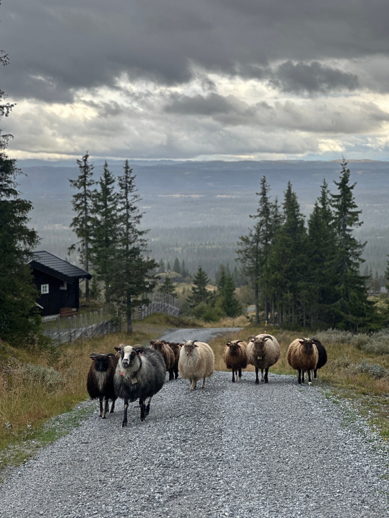Ølnesseter Hyttegrend har ulike aktiviteter gjennom året som påskerenn og grillkos og juletrejakt og gløggkos. Galleribilde