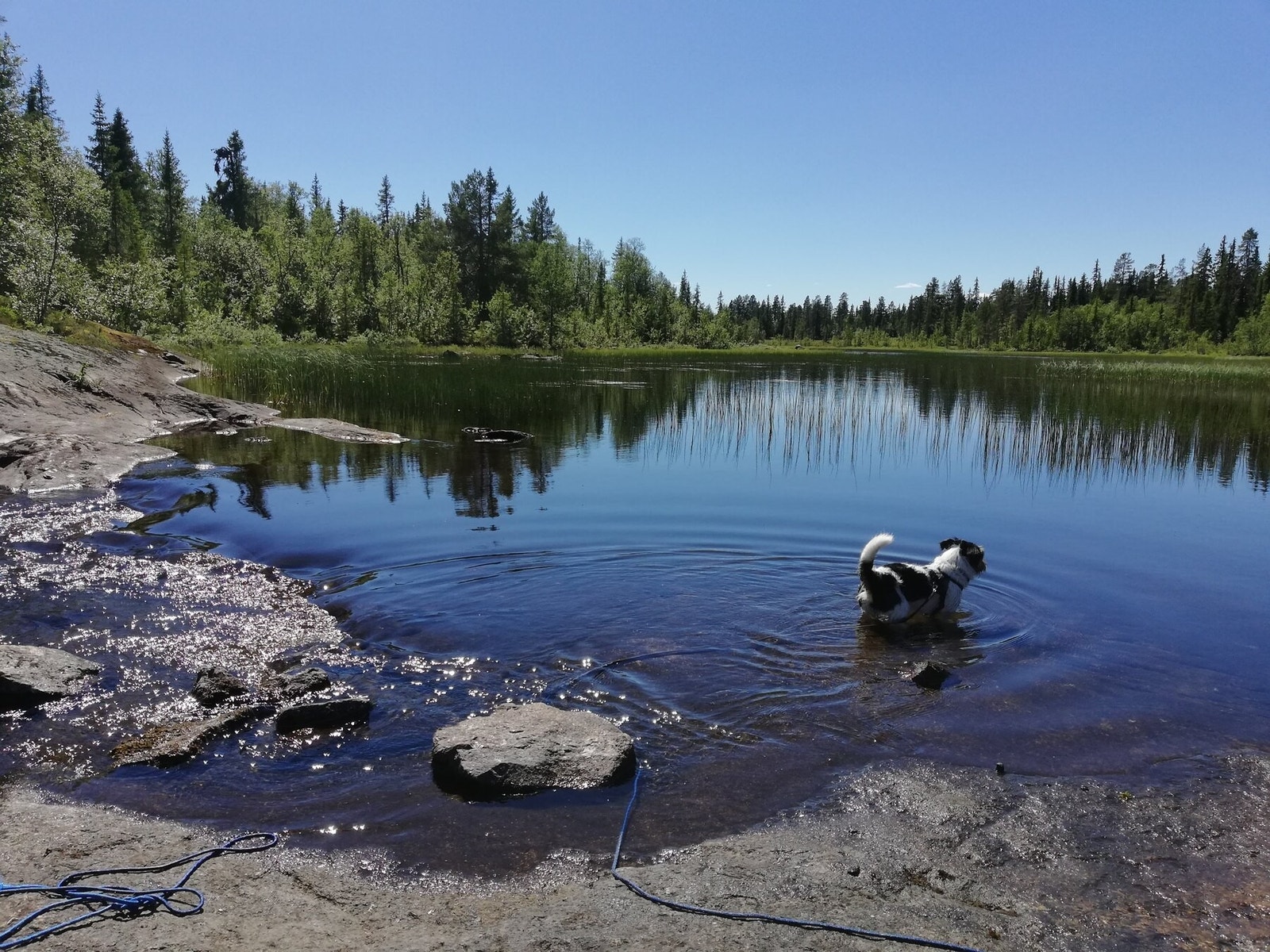 Fine badevann for to- og firbente Galleribilde