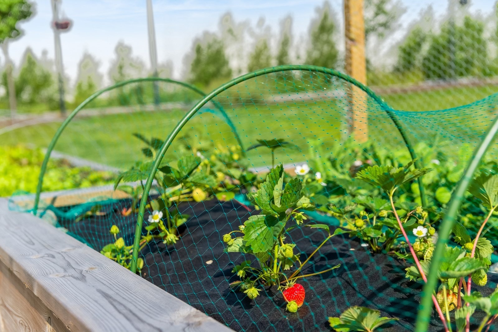 Plantekasser, hengekøyer og pergola med sitteplasser - her er det godt å leve! Galleribilde