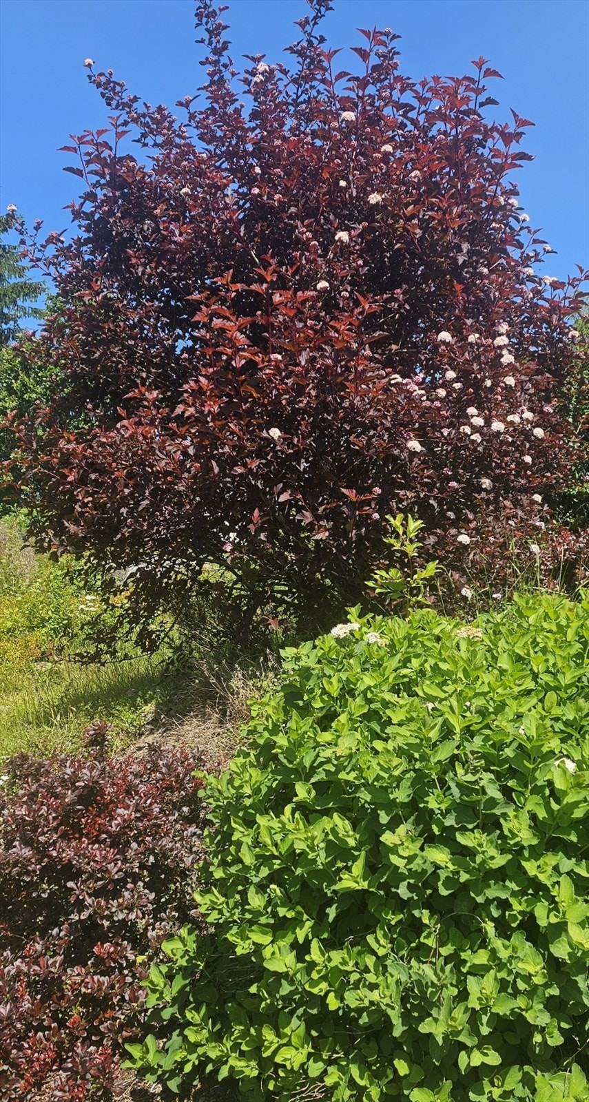 Selgers sommerbilde Galleribilde