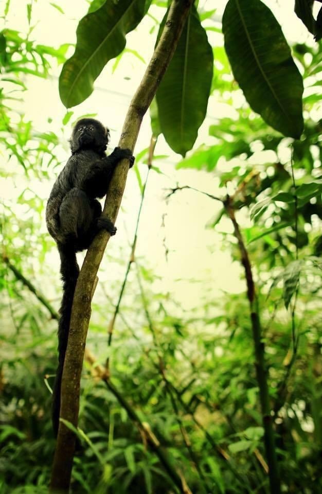 Den Lille Dyrehage på Brokelandsheia er veldig populær blandt de små. Galleribilde