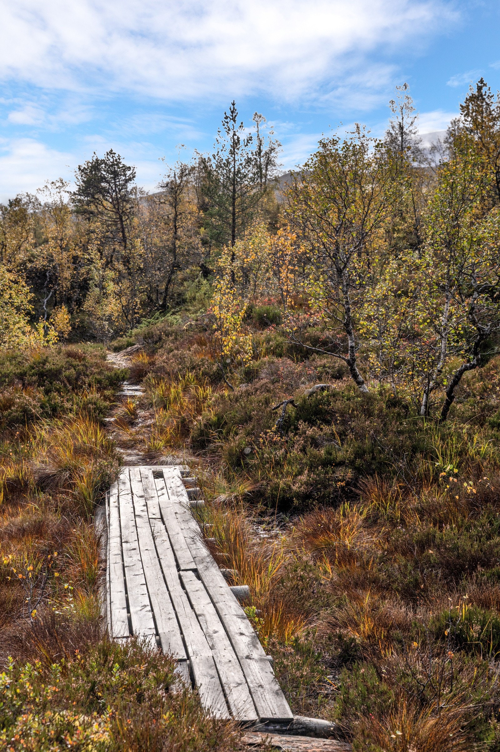 Nærområde Galleribilde