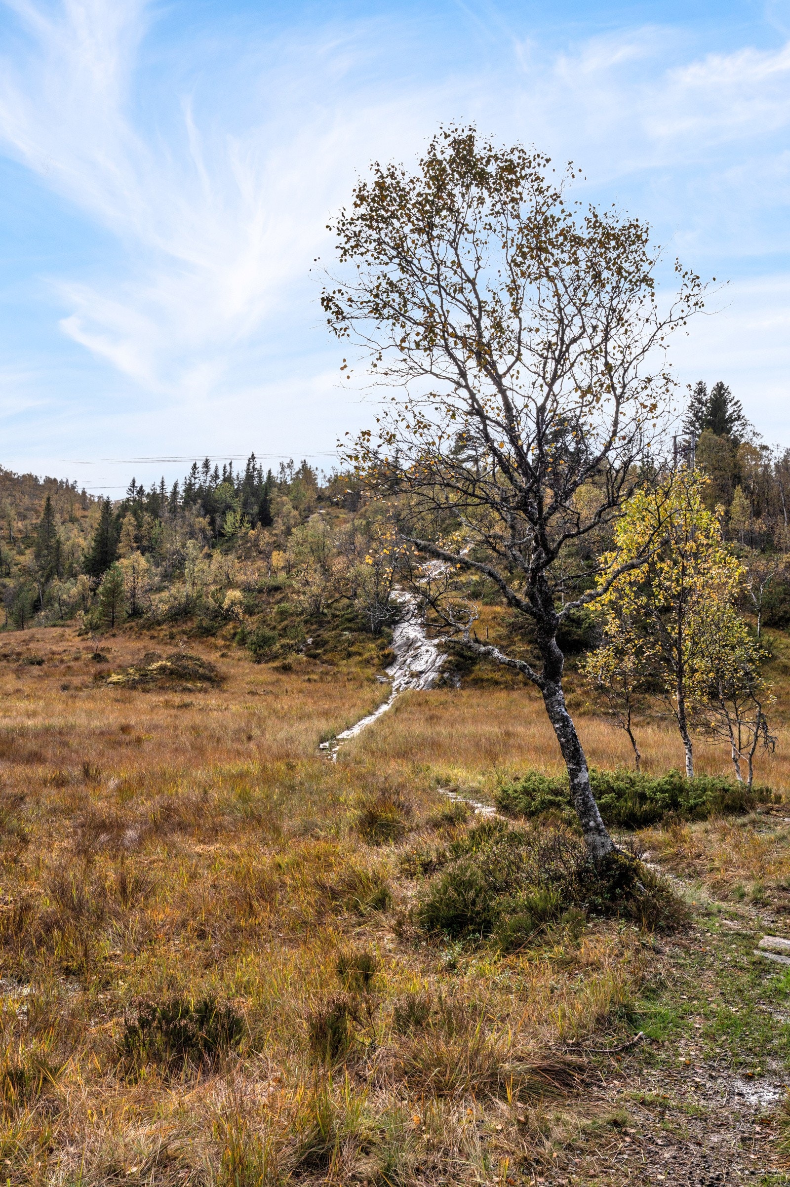 Nærområde Galleribilde