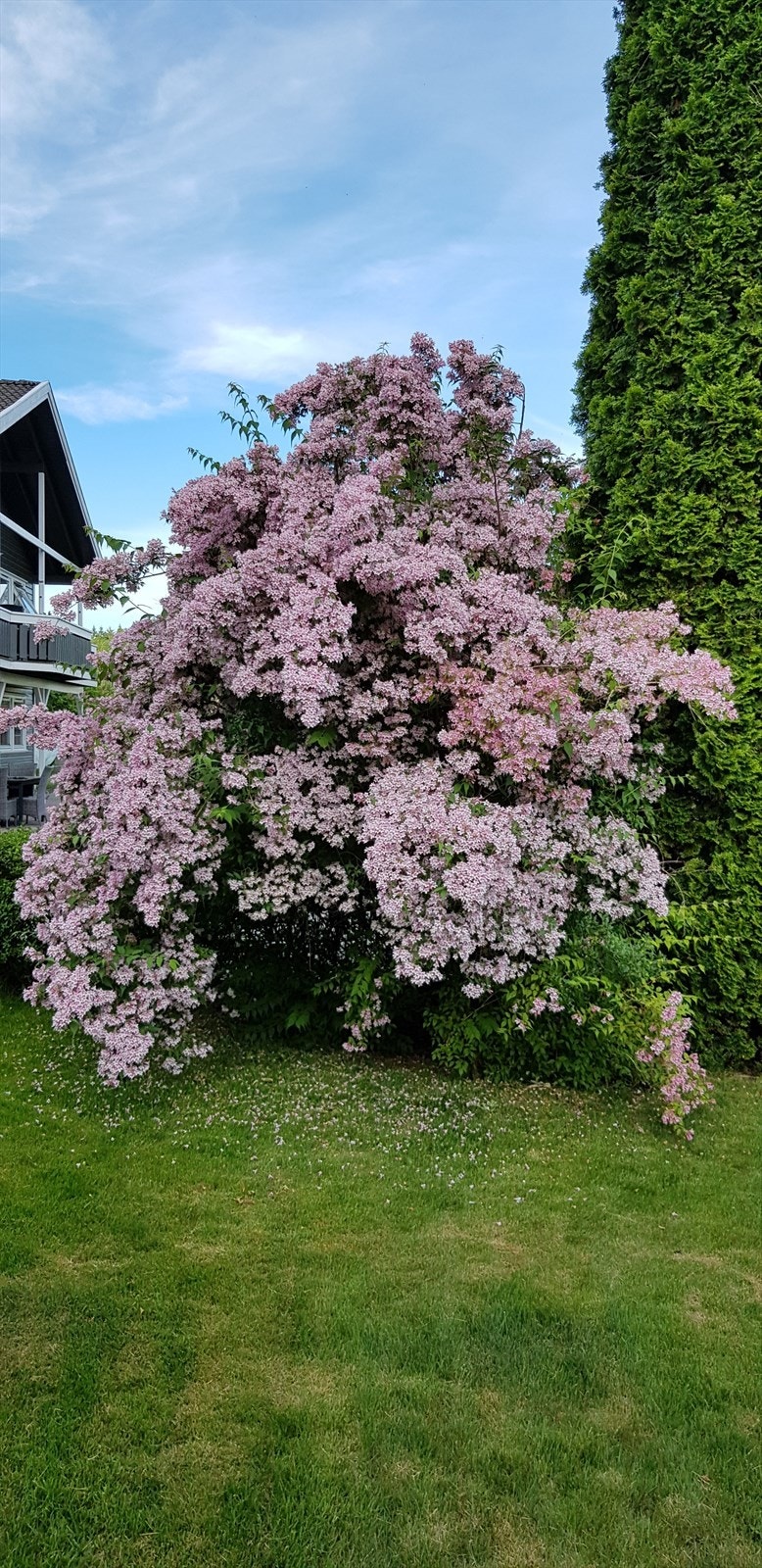 Selgers sommerbilder Galleribilde