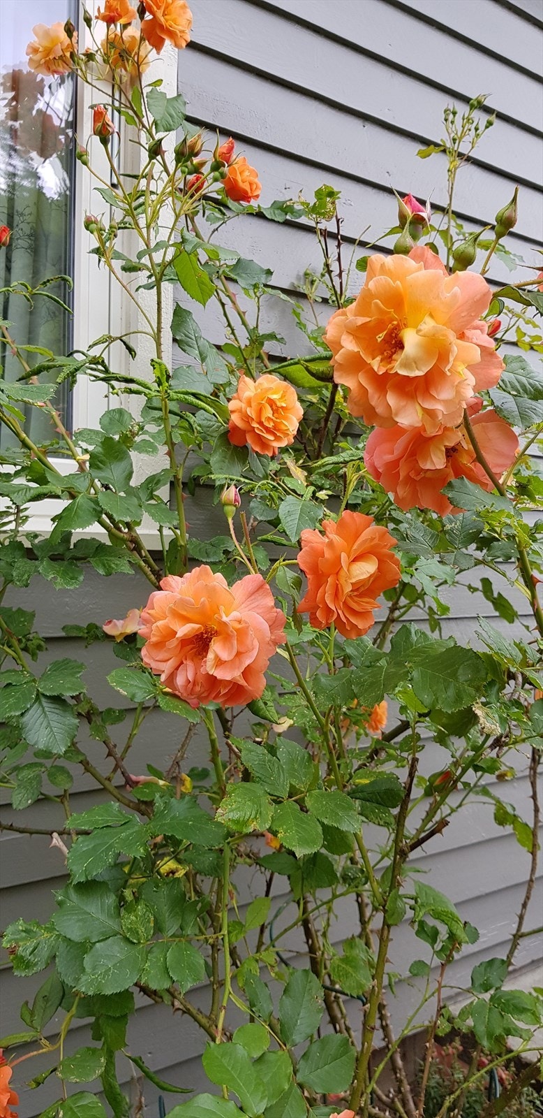 Selgers sommerbilder Galleribilde