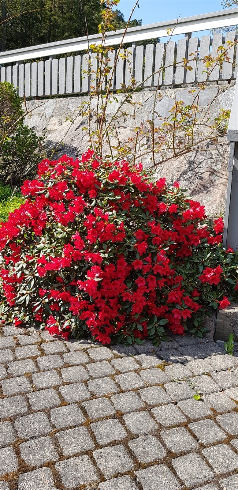 Selgers sommerbilder Galleribilde