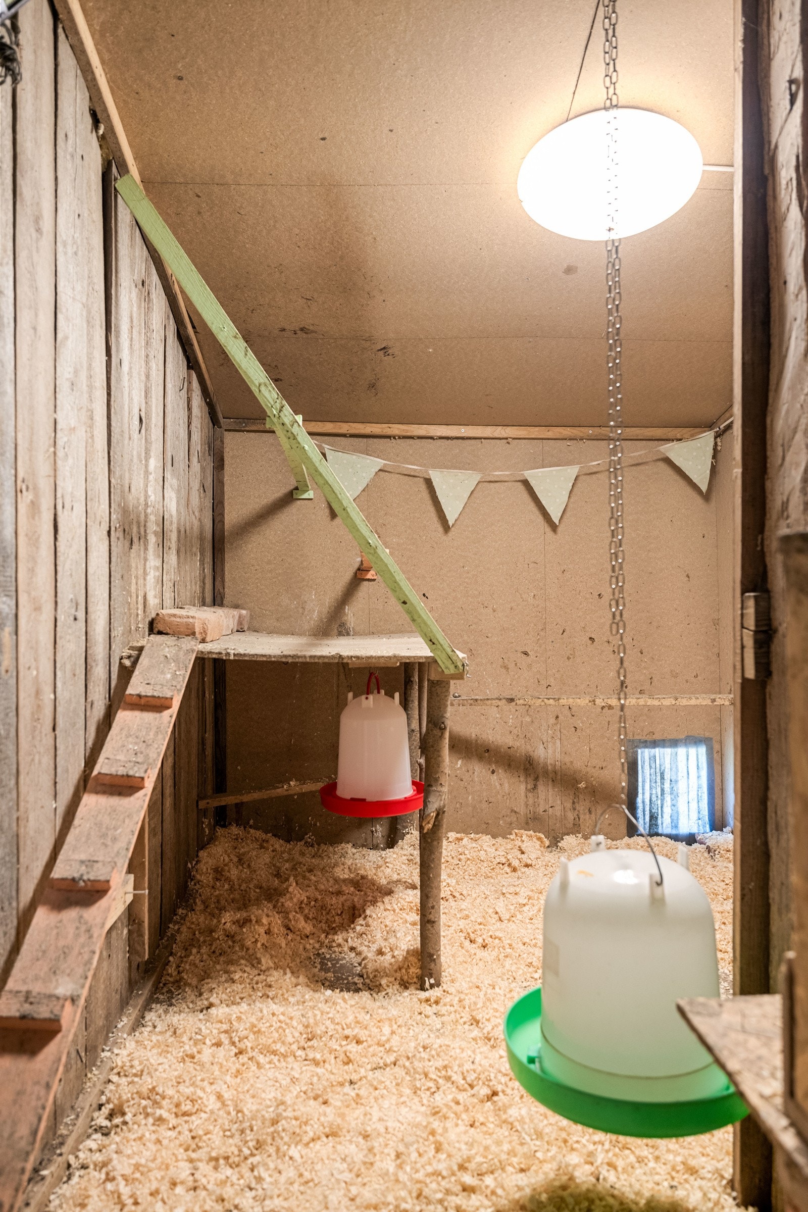 God plass til høner! Galleribilde