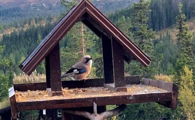 Yrende fugleliv på brettet. Galleribilde