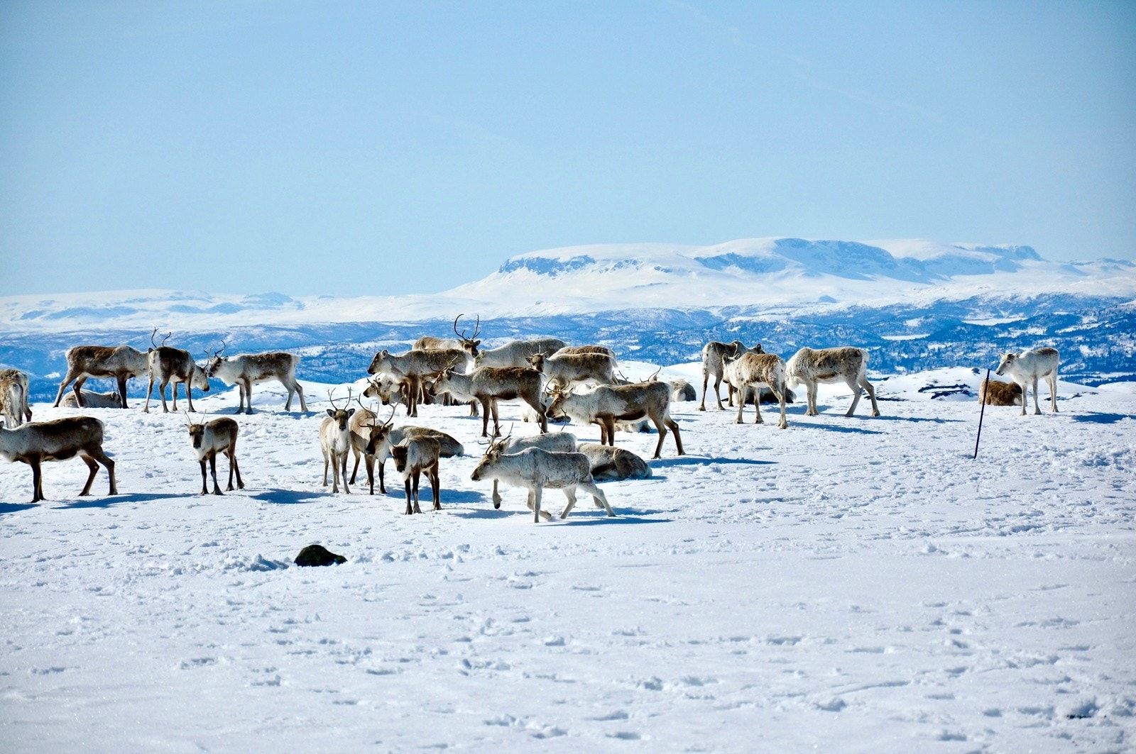 I Reinsjøfjellet og Norefjella kan man være heldig å støte på villreinflokken. Galleribilde