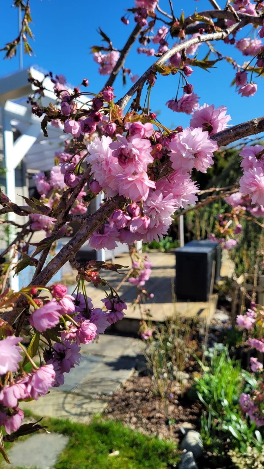 Sommerbilder mottatt fra selger. Galleribilde