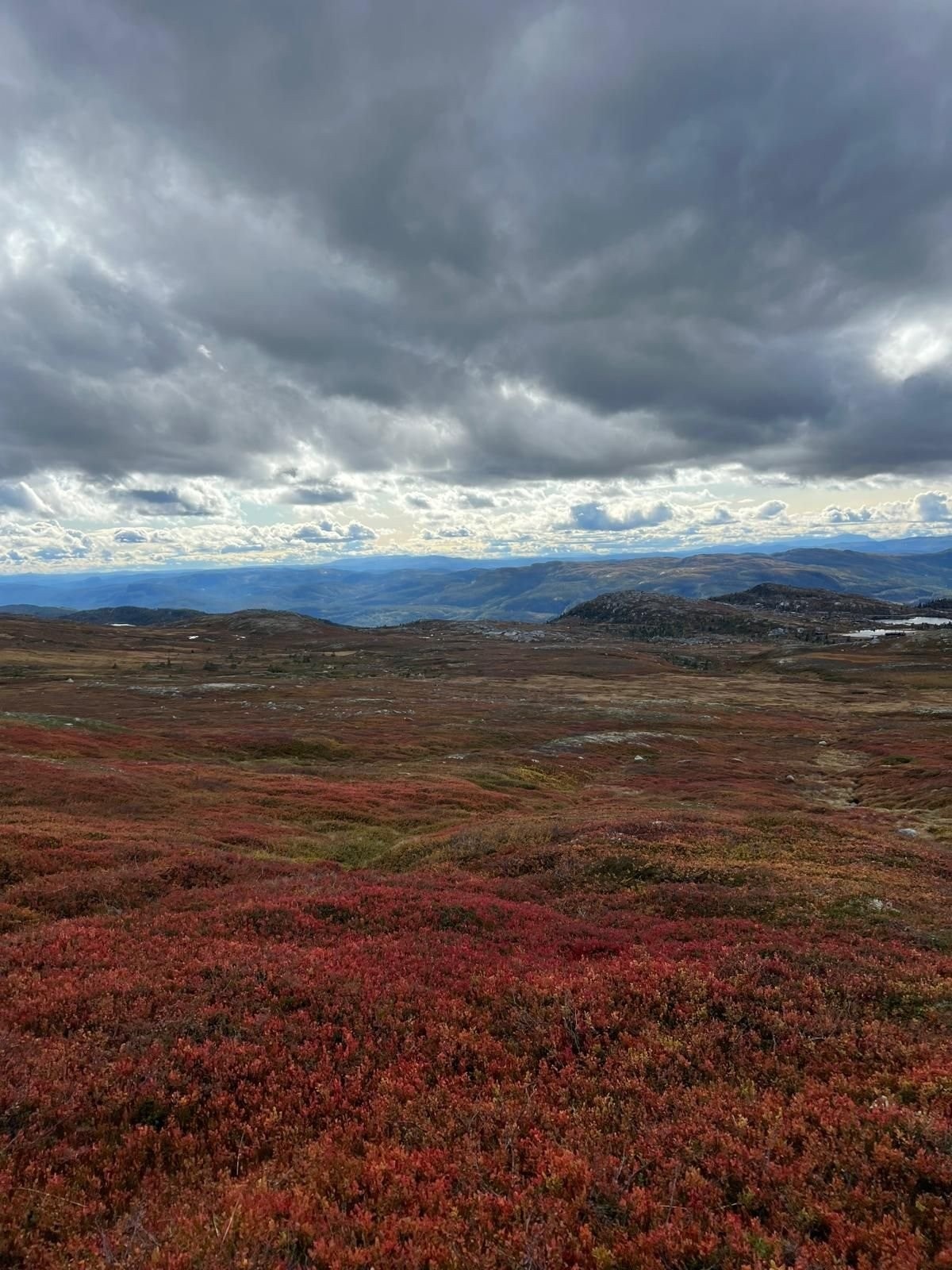 Tempelseter Galleribilde