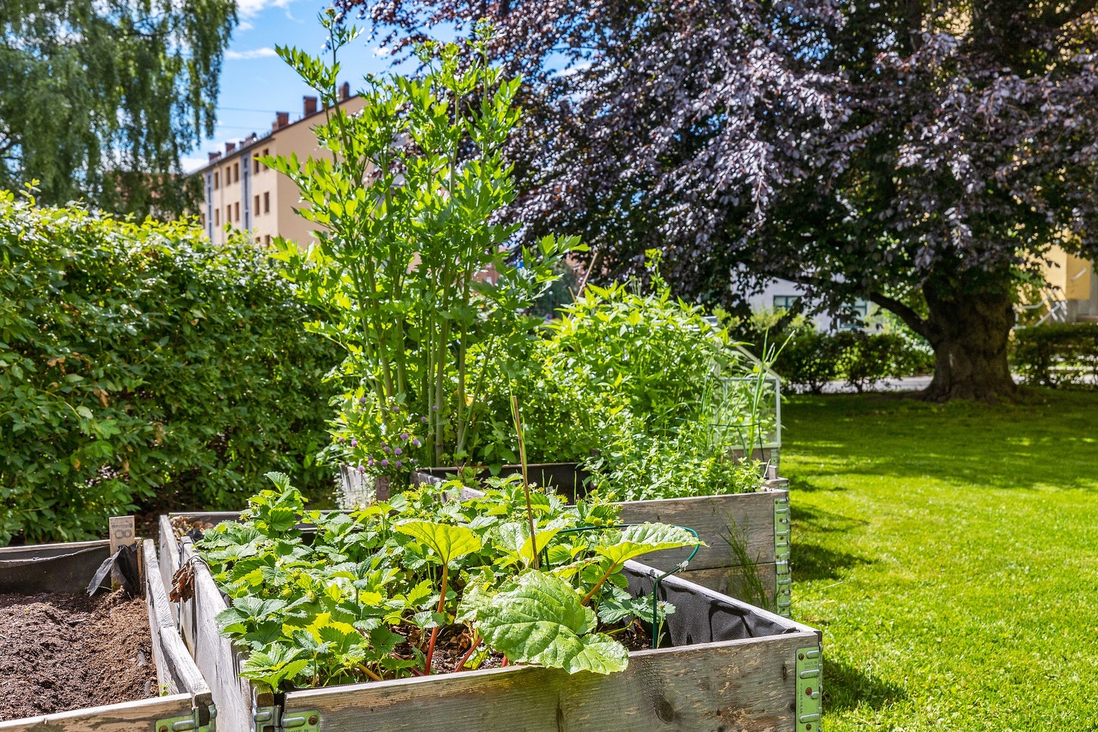 Det er også en hagegruppe man kan være med i med parseller for dyring Galleribilde