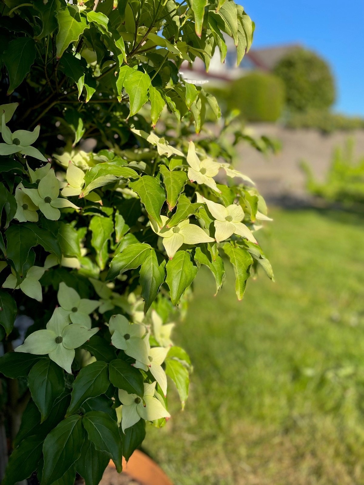 Flytter du hit vil du kunne oppleve en hage i full blomst våren/sommeren 2026 om du vil. Her finnes det mye fint! Galleribilde
