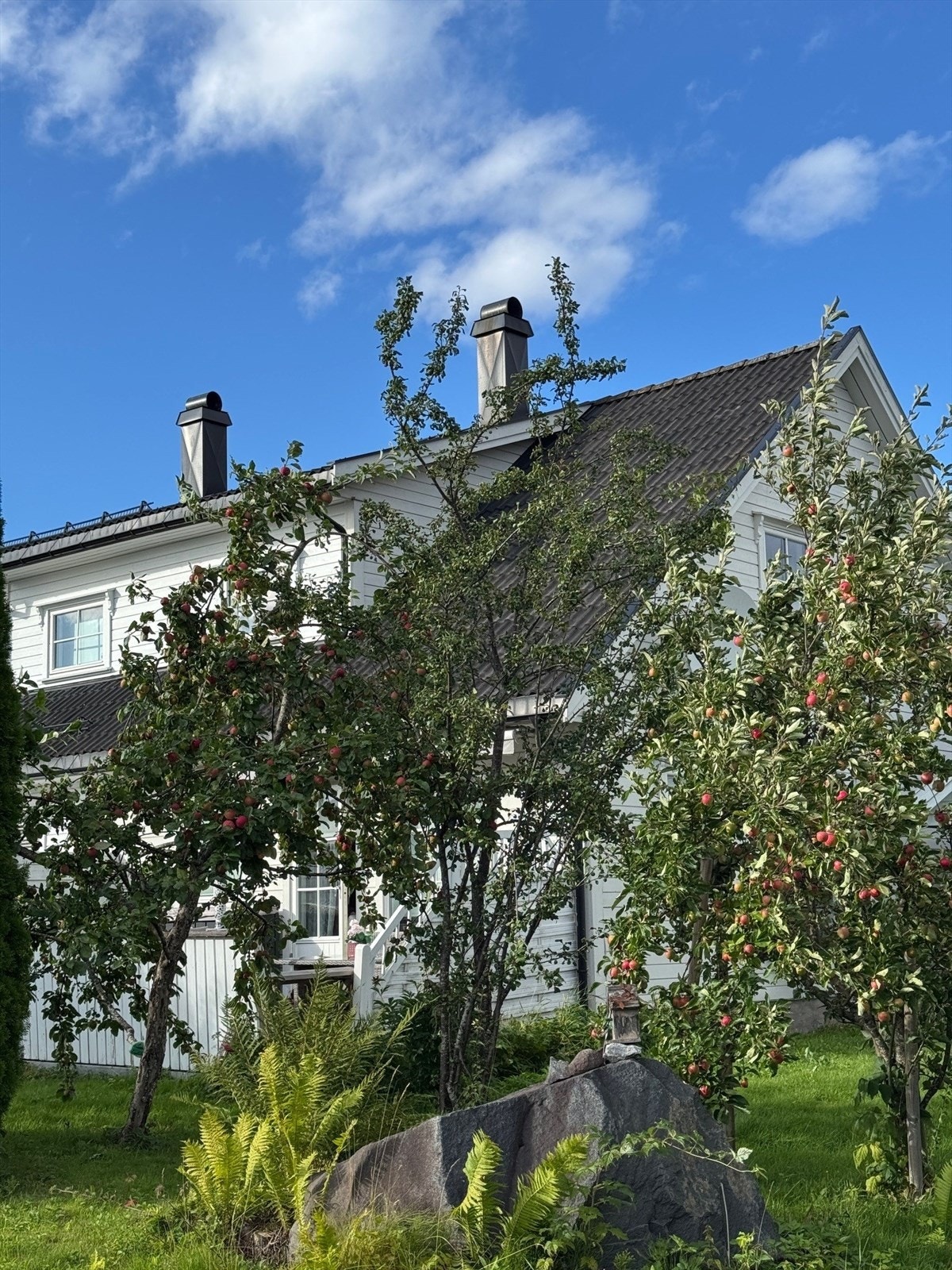 Fullt av bærbusker - nyt sommeren i hagen og på terrassen. Bilde er tatt av selger i sommer. Galleribilde