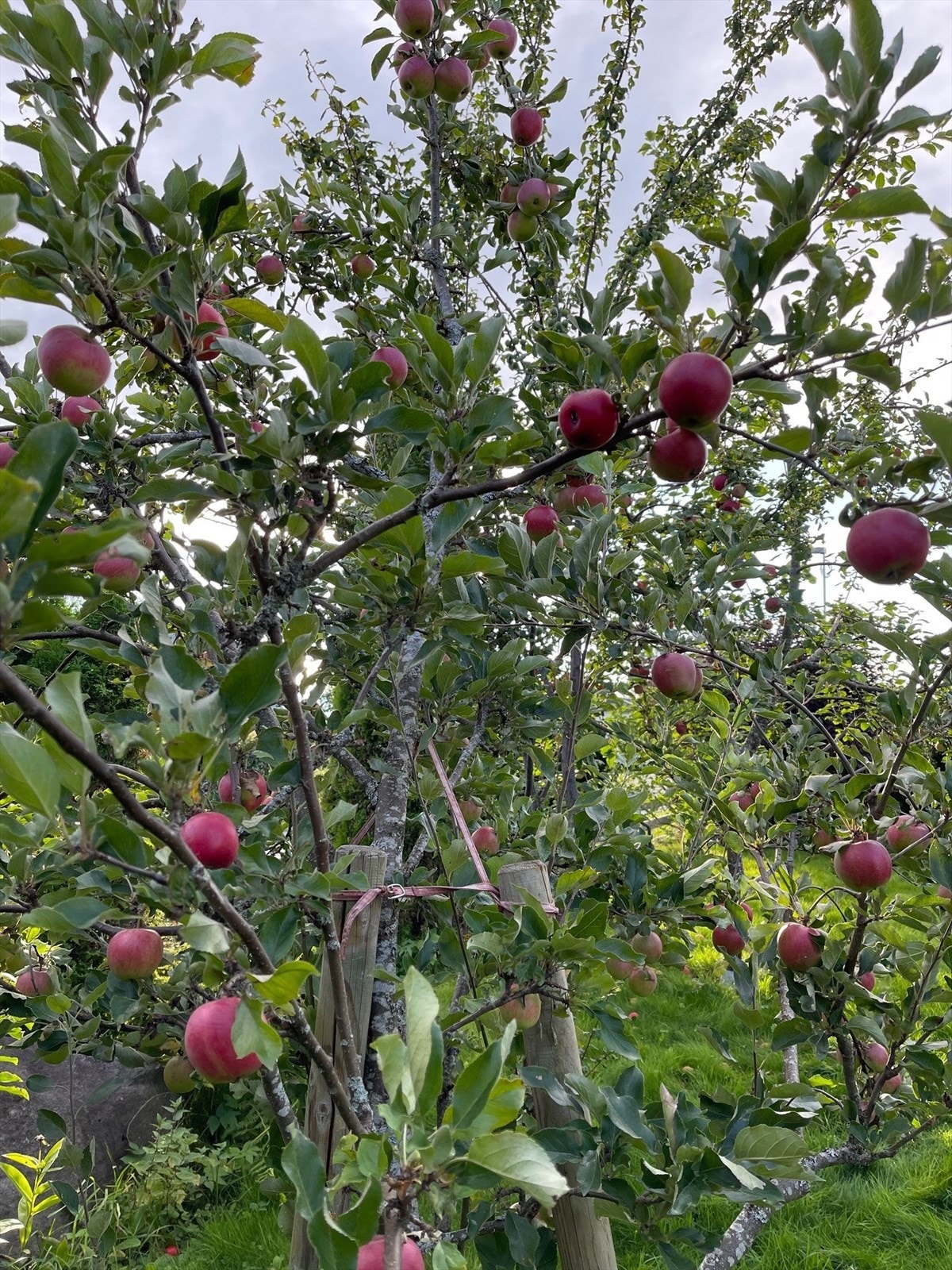 I hagen er det flere frukttrær. Lag din egen eplesaft ? Galleribilde