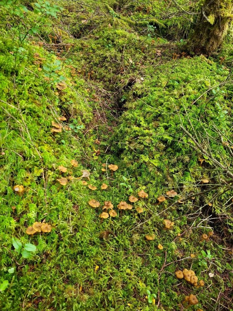 Like bak huset kan man plukke bær og sopp Galleribilde