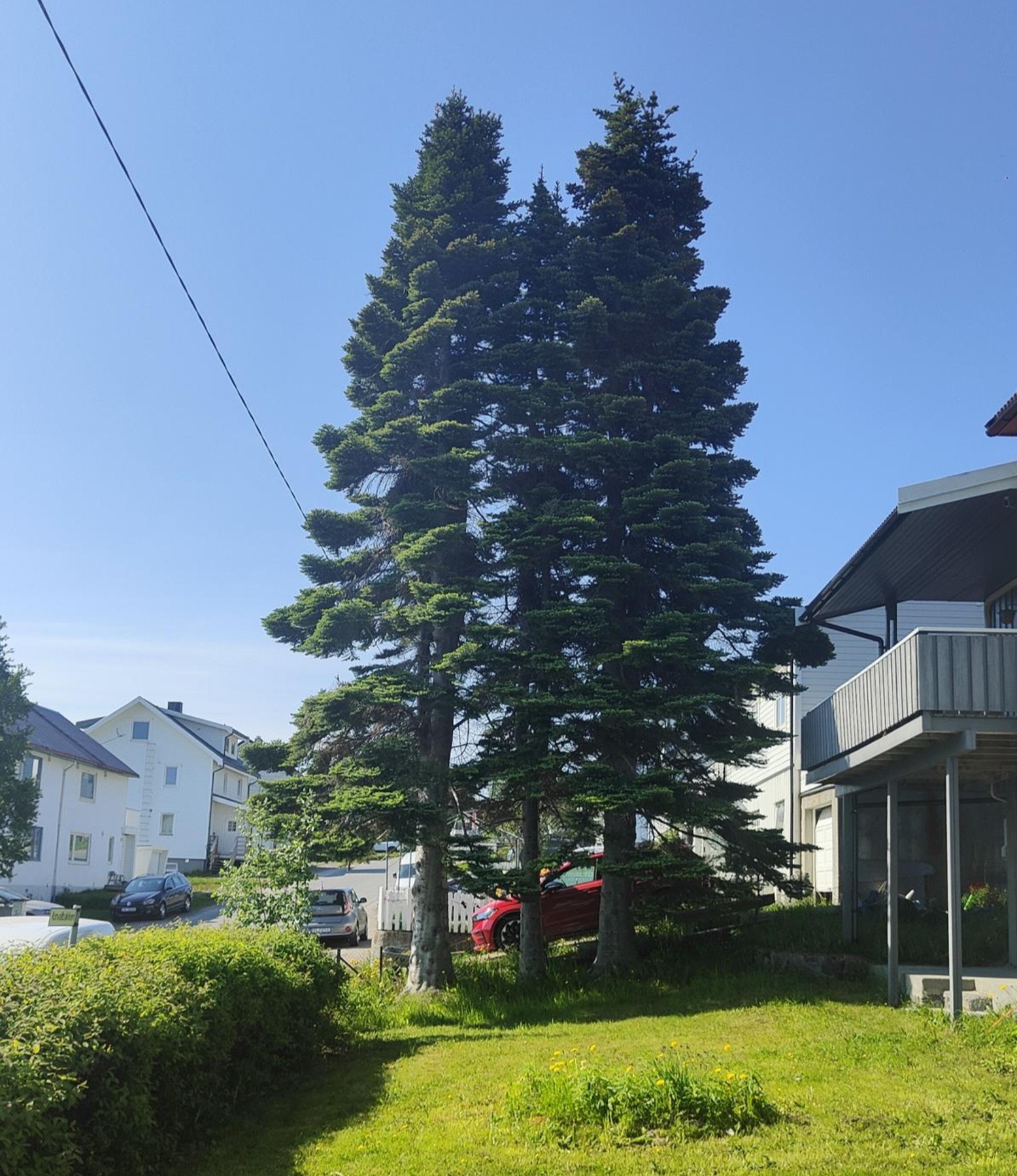 Privat sommerbilde. Galleribilde