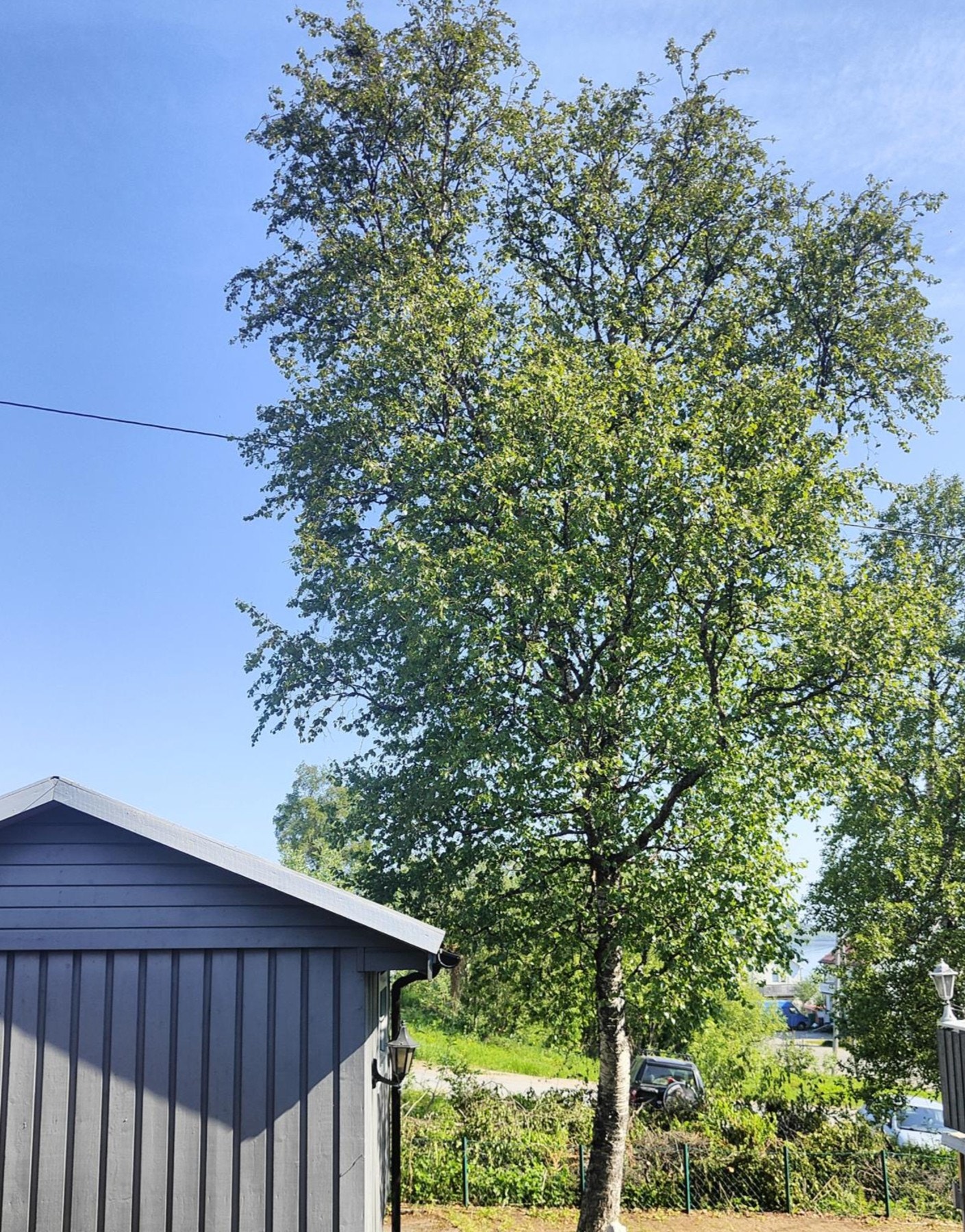 Privat sommerbilde. Galleribilde