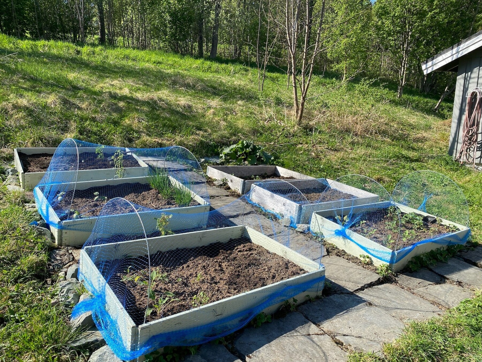 Felles parsellhage for beboerne. Galleribilde