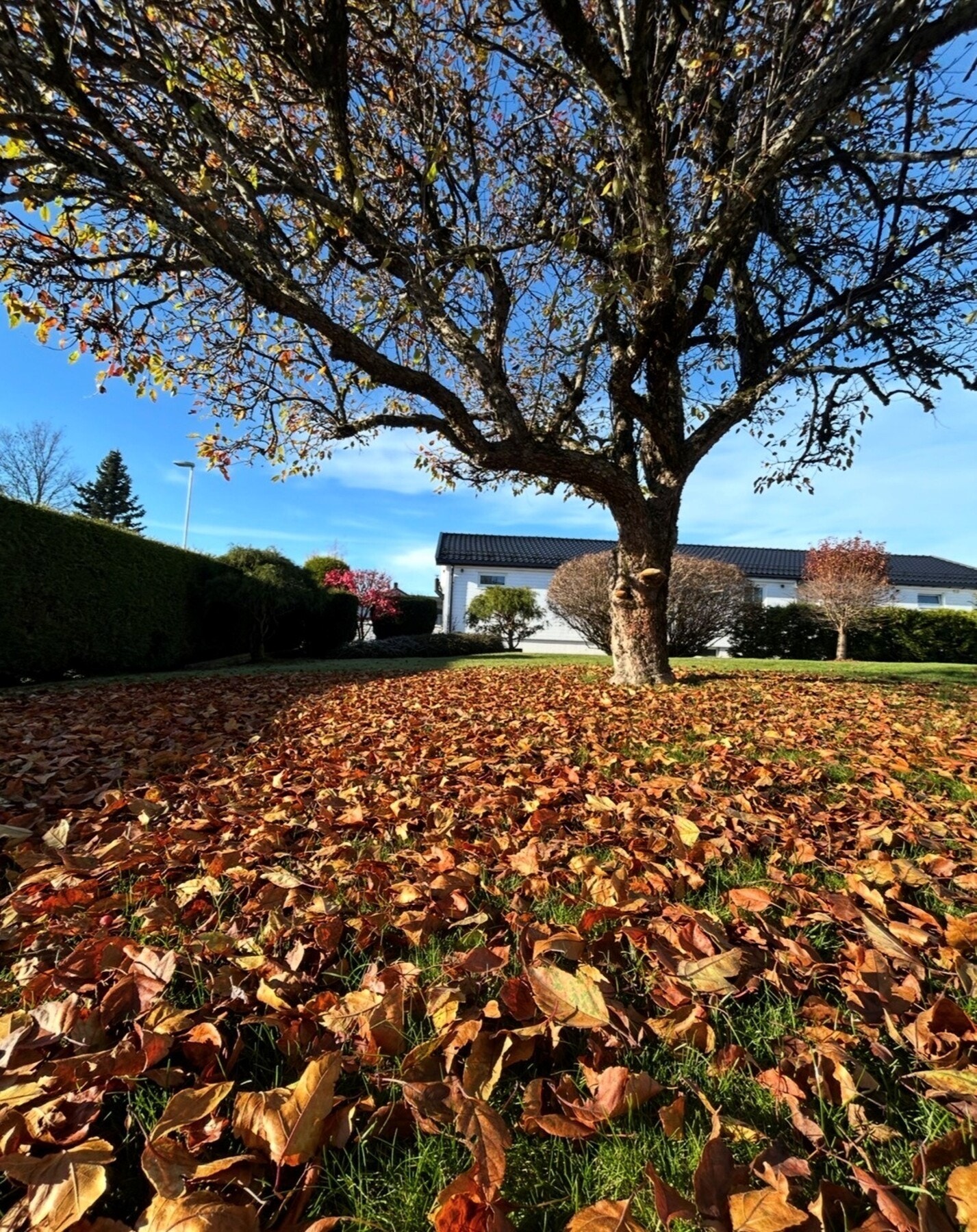 Høststemning i hagen - selgers egne bilder. Galleribilde
