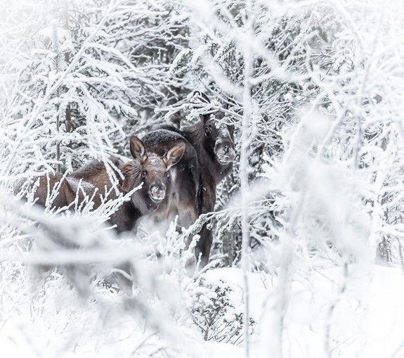 Dyreliv Galleribilde