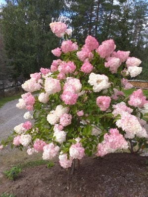 Selgers bilde. Galleribilde