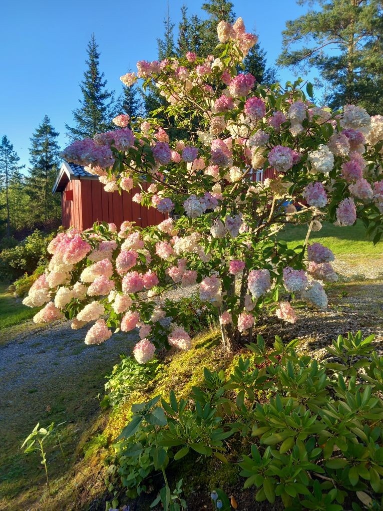 Selgers bilde. Galleribilde