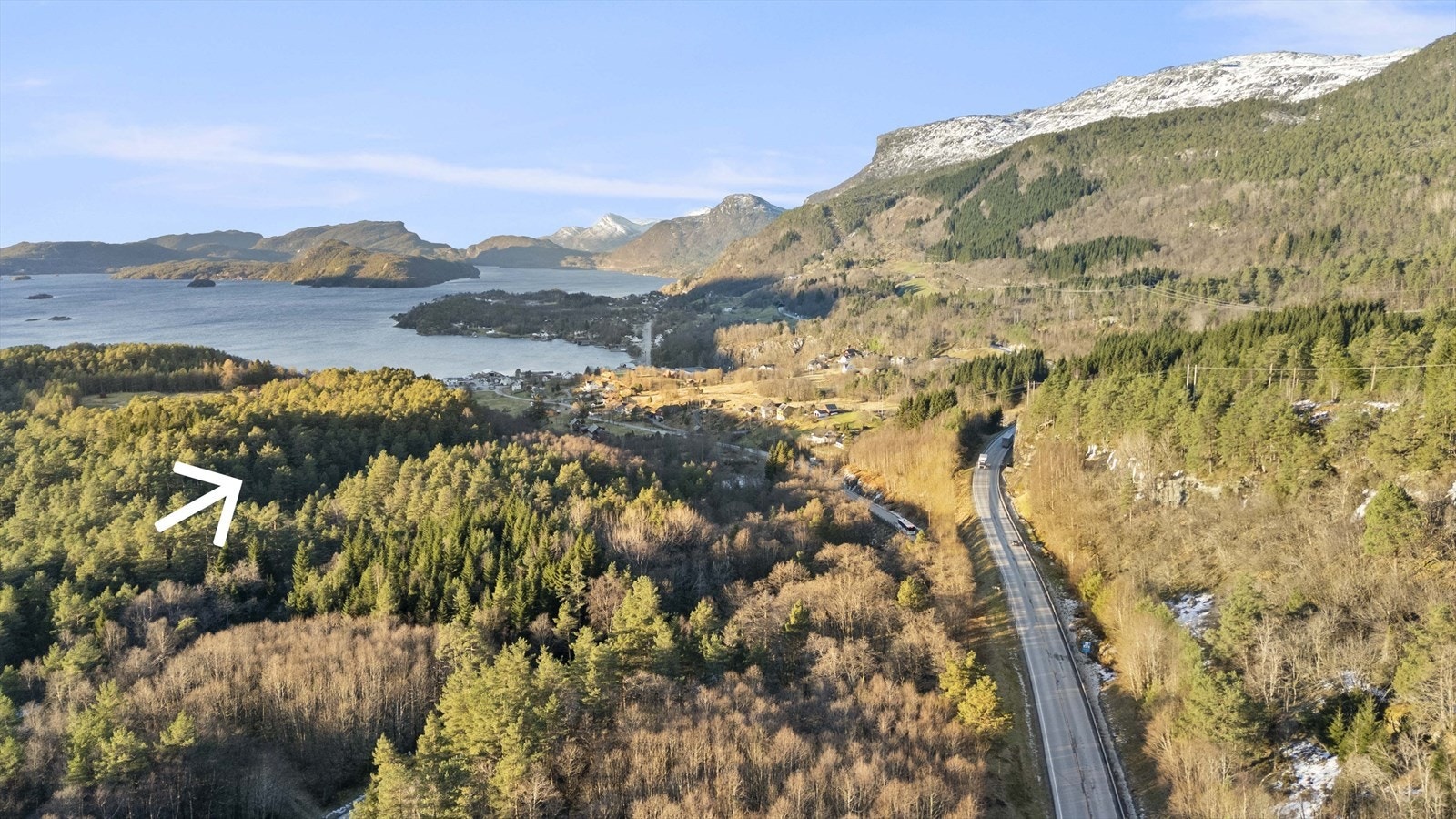 Produktiv skog Galleribilde