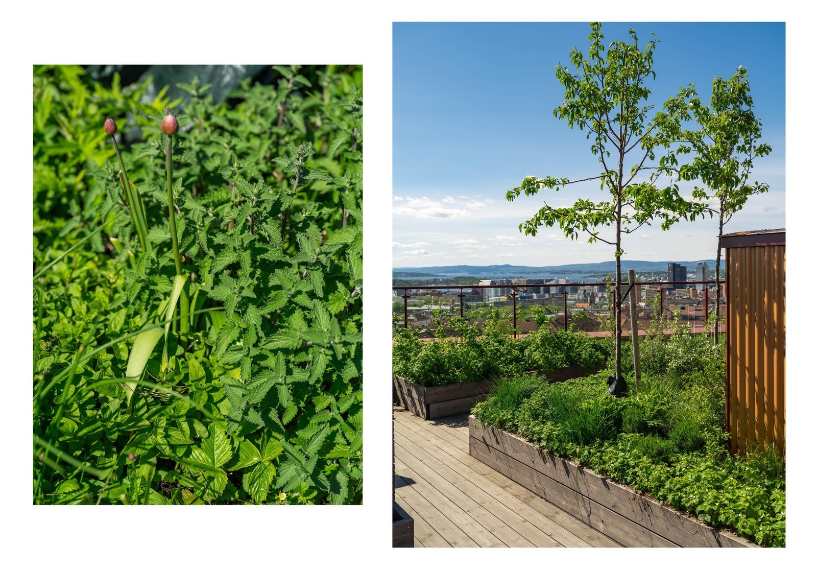 Det er totalt 66 dyrkekasser fordelt på takterrassene. Kontakt styret for å høre om tildeling/bruk. Galleribilde