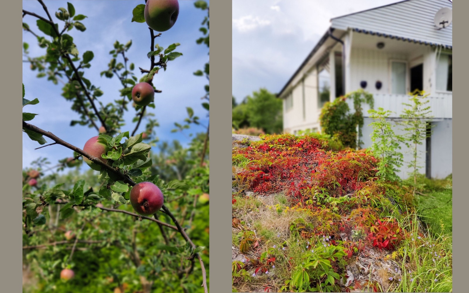 Hagen byr på vakre farger og modne epler, en frodig hage som følger årstidene. Galleribilde
