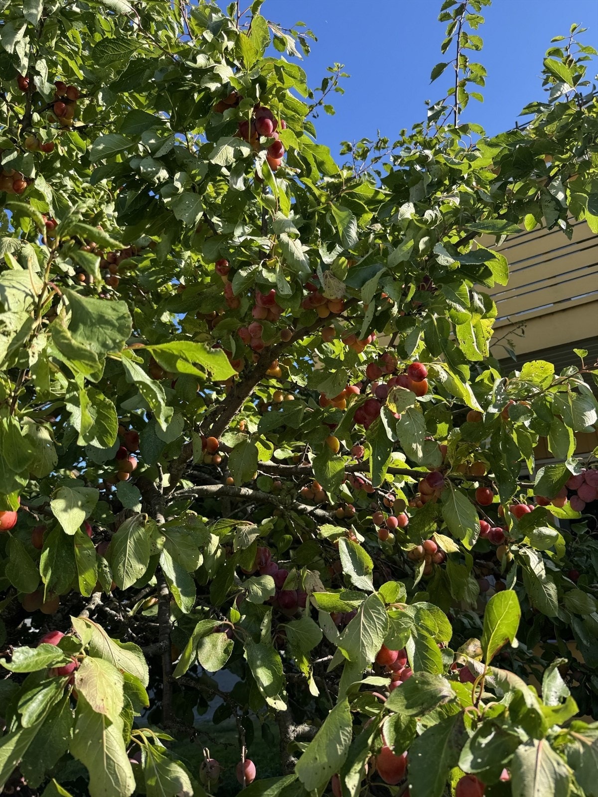 Man kan plukke plommer fra verandaen på sensommeren. Galleribilde