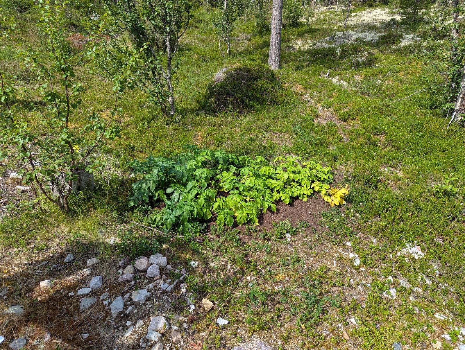 Selgers foto. Galleribilde