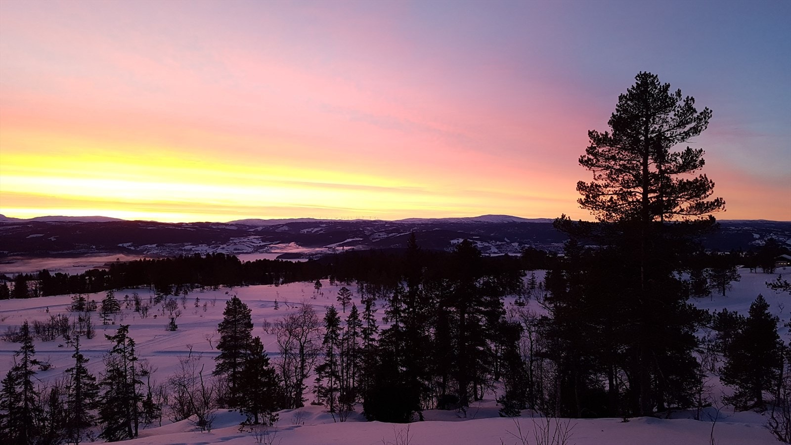 Selgers private bilde Galleribilde