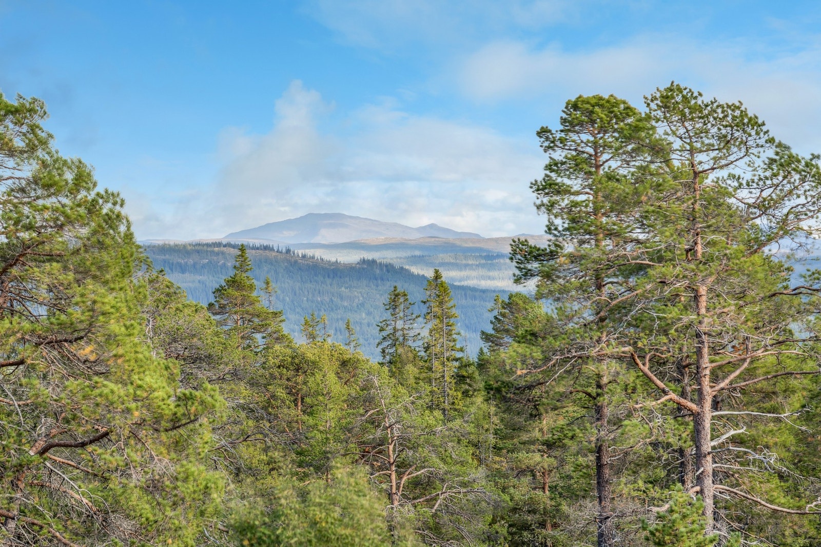 På sommeren er det fint turterreng rundt hele området, og passer både mosjonister og for lengre turer Galleribilde