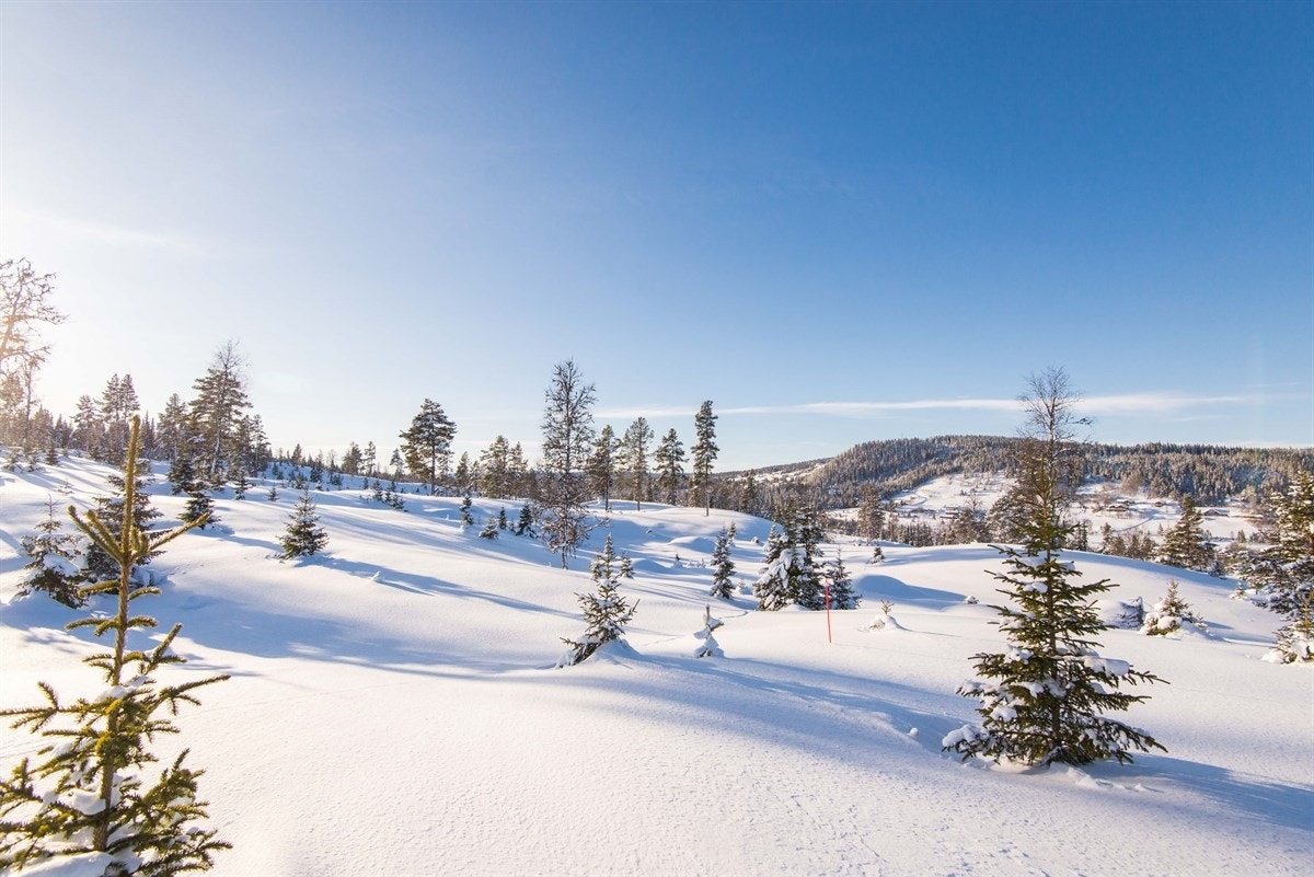 Tomtene ligger solrikt og trivelig til! Galleribilde