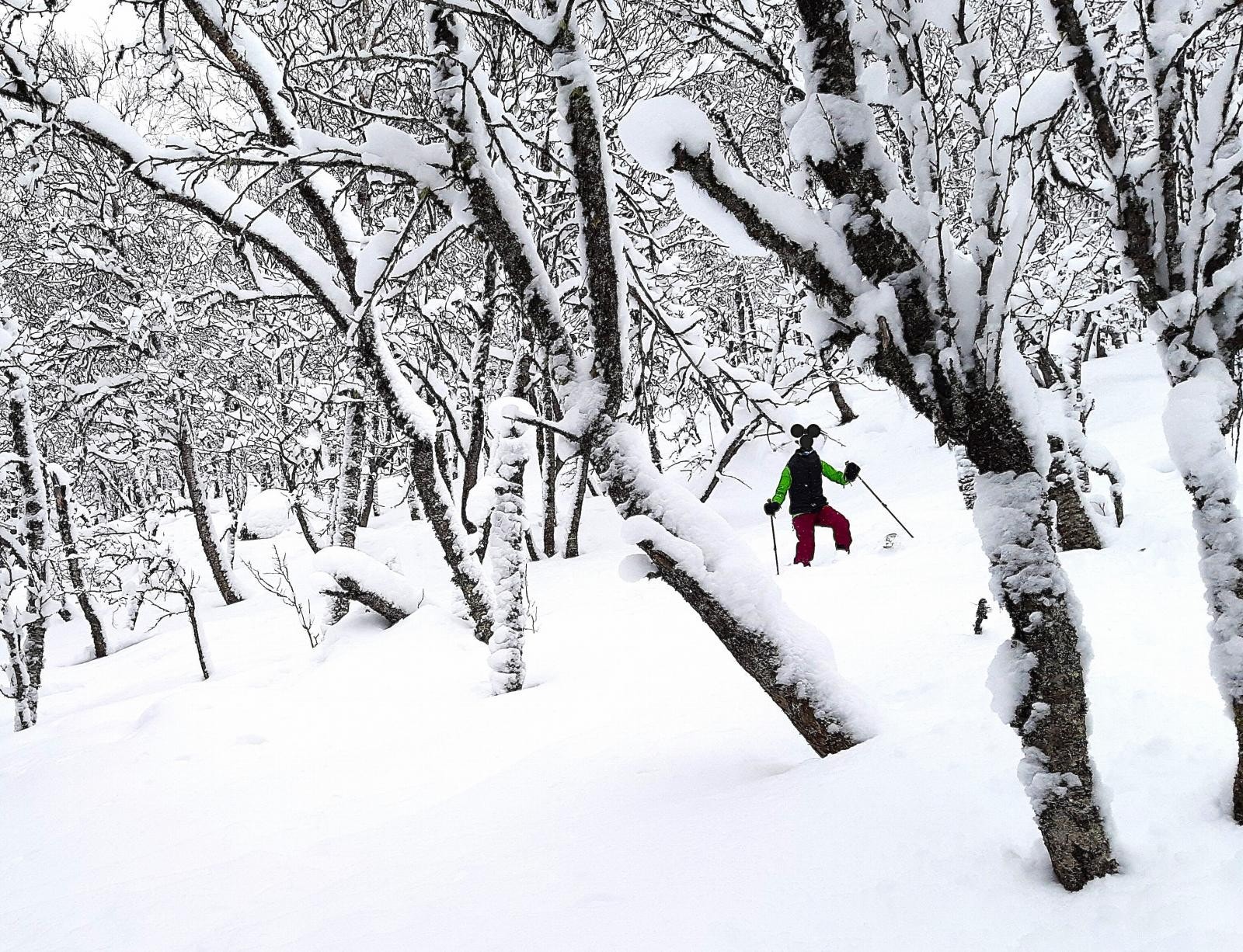 Løssnøkjøring i Gummiskogen er alltid gøy! Galleribilde