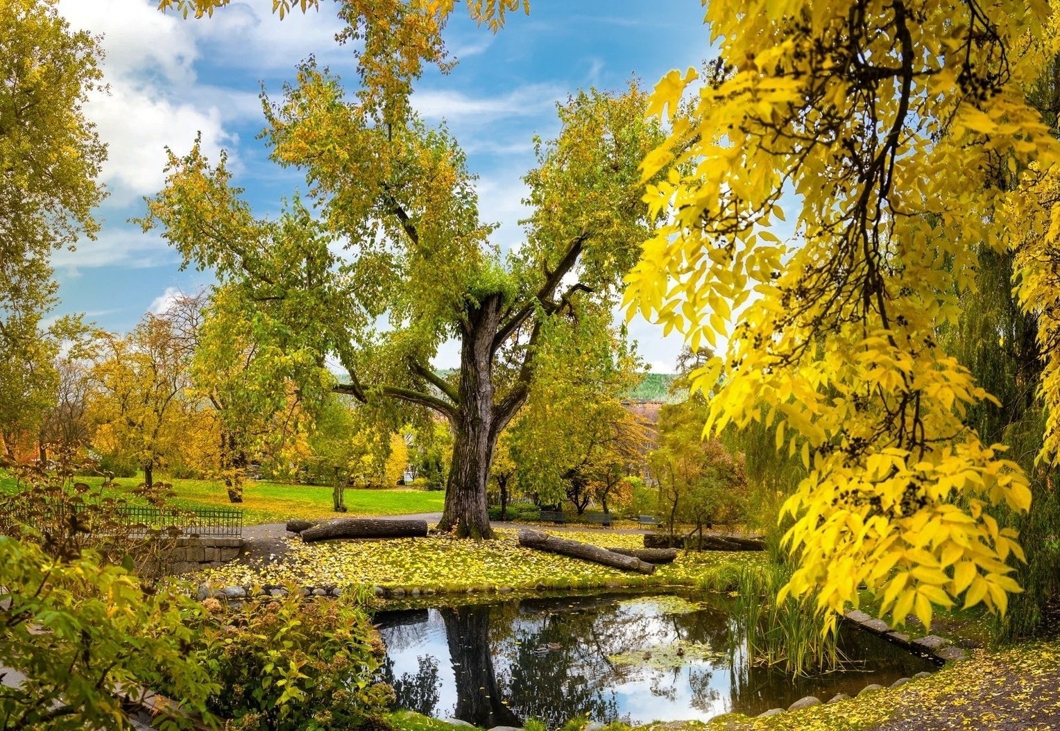 Kort vei til botanisk hage. Galleribilde