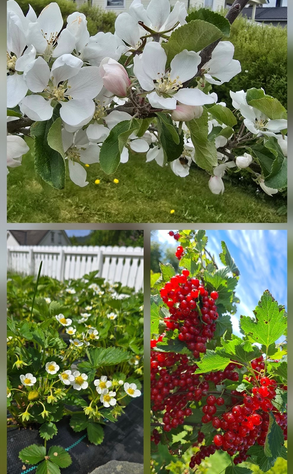 Innholdsrik hage med to plommetrær, to epletrær, jordbæråker, rips, solbær og moreller. Foto: Selger Galleribilde