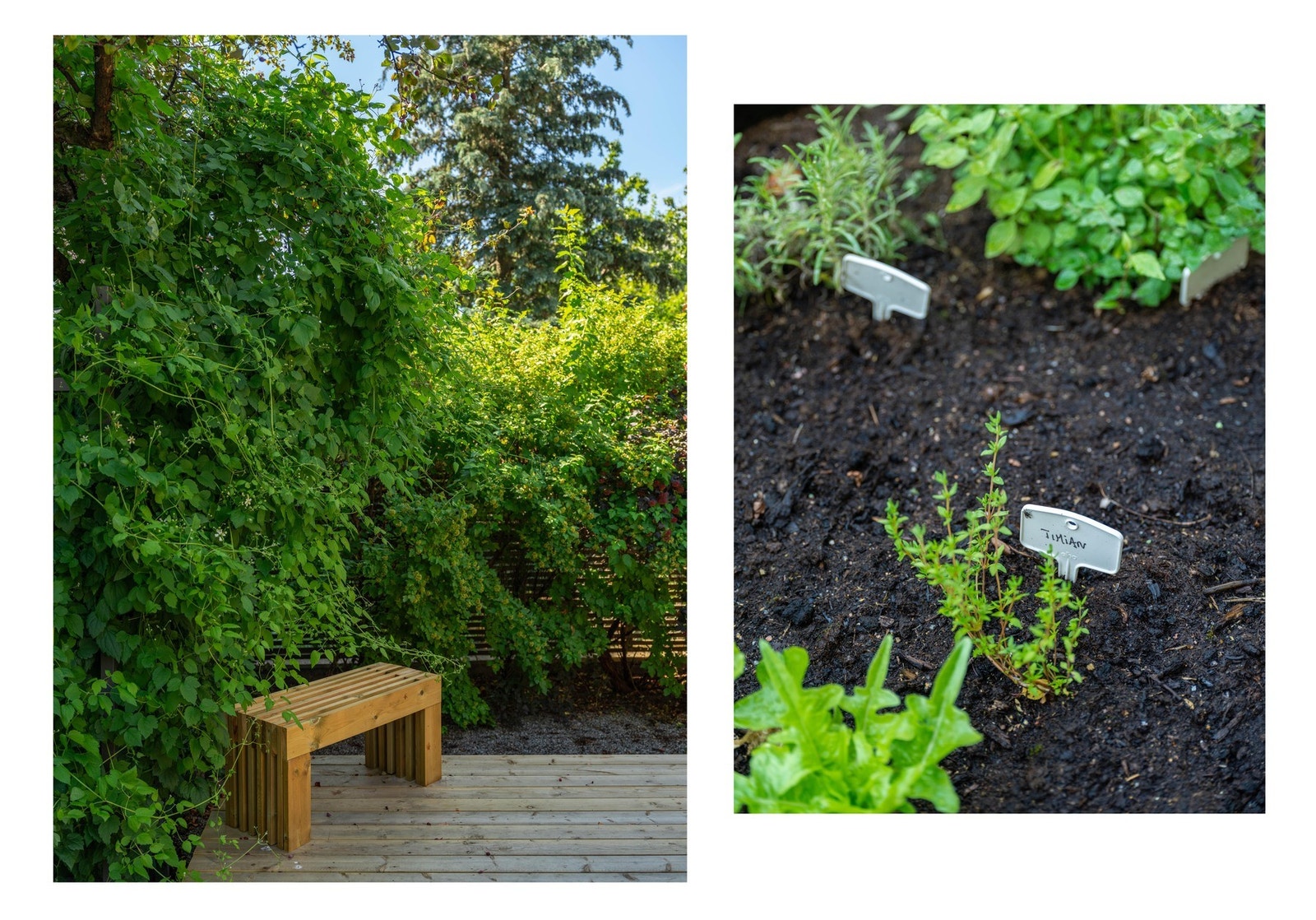 I tillegg er det plantet diverse urter - perfekt til grillsesongen! Galleribilde