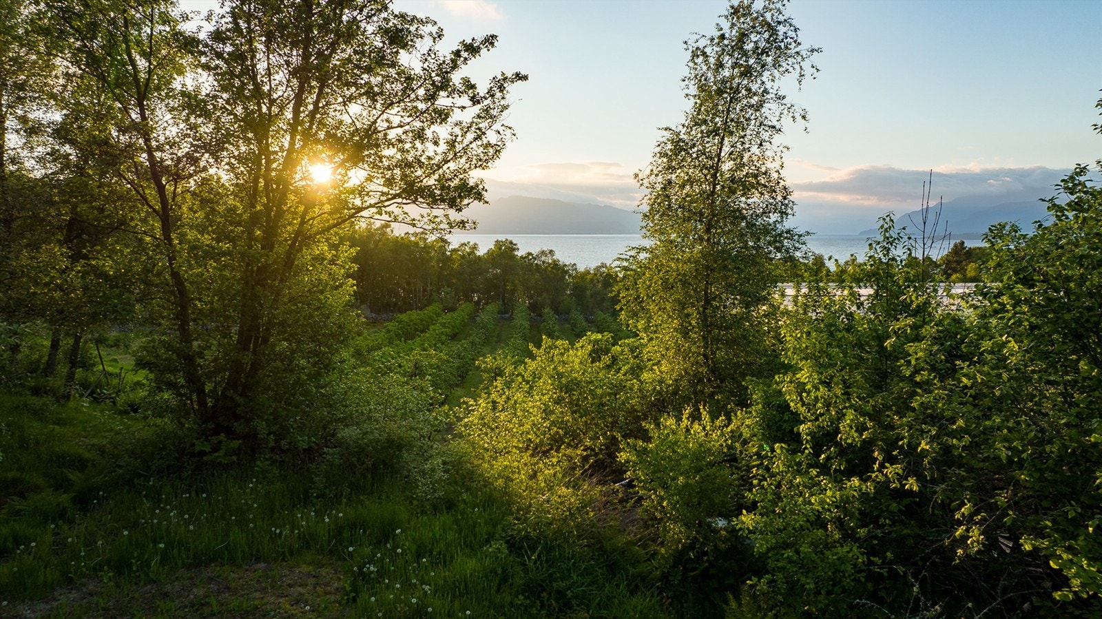 På tomten. Galleribilde