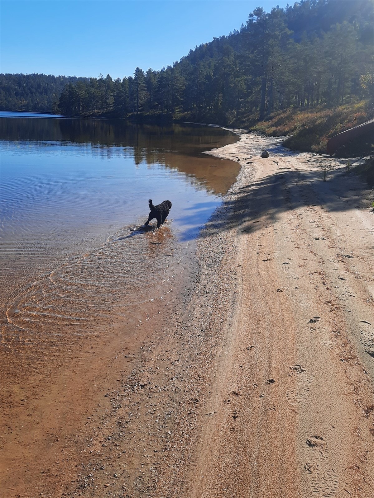 Selgers eget bilde. Galleribilde