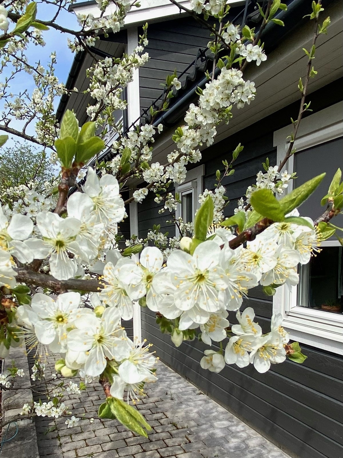Frukttrær i blomst gir en vakker ramme rundt eiendommen om våren. (Selgers private bilde) Galleribilde