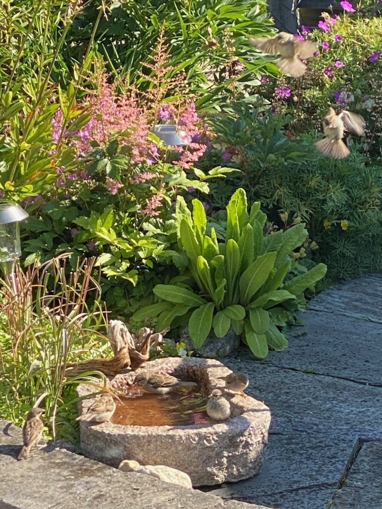 Små detaljer som fuglebad bidrar til et yrende dyreliv i hagen. (Selgers private bilde) Galleribilde