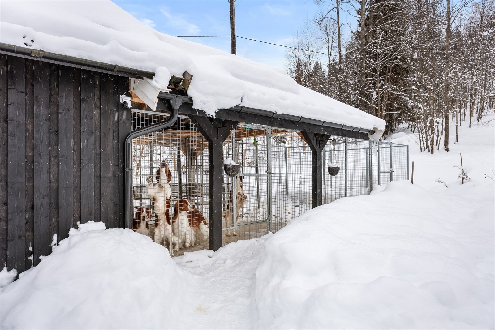 Eiendommen er perfekt for hundehold. Galleribilde